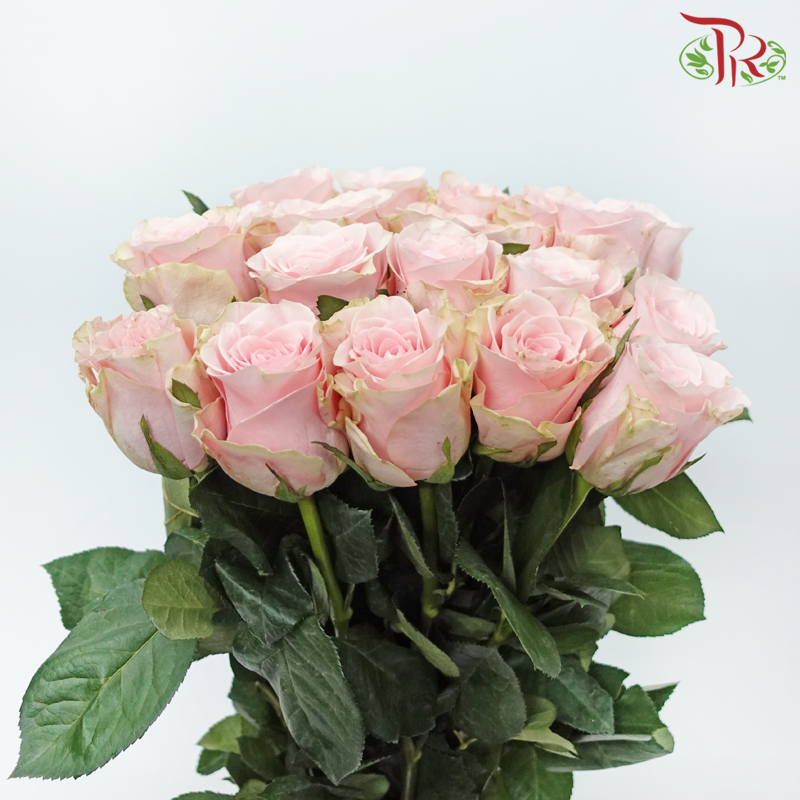 Rose 《玫瑰》