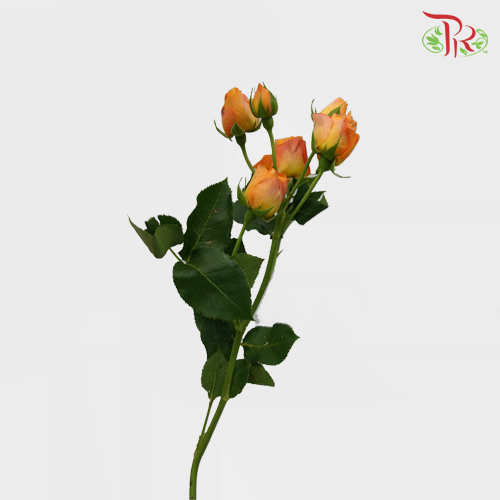 Rose Spray