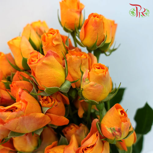 Rose Spray