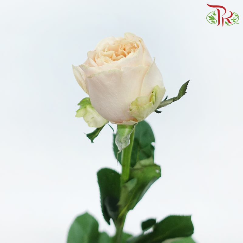 Rose 《玫瑰》