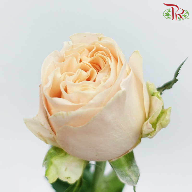 Rose 《玫瑰》