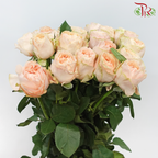 Rose 《玫瑰》