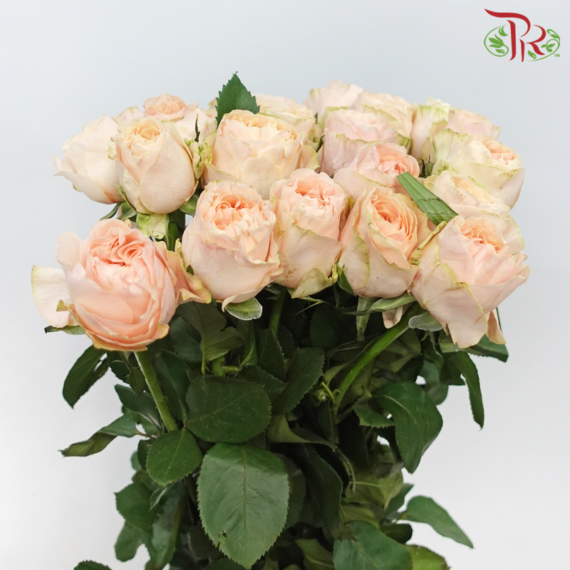 Rose 《玫瑰》