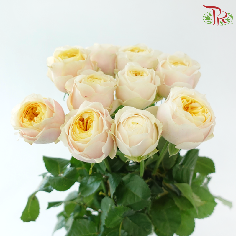 Rose 《玫瑰》
