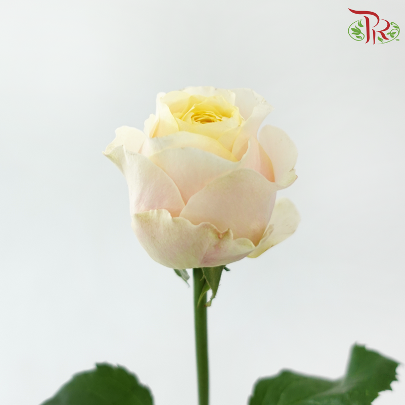 Rose 《玫瑰》