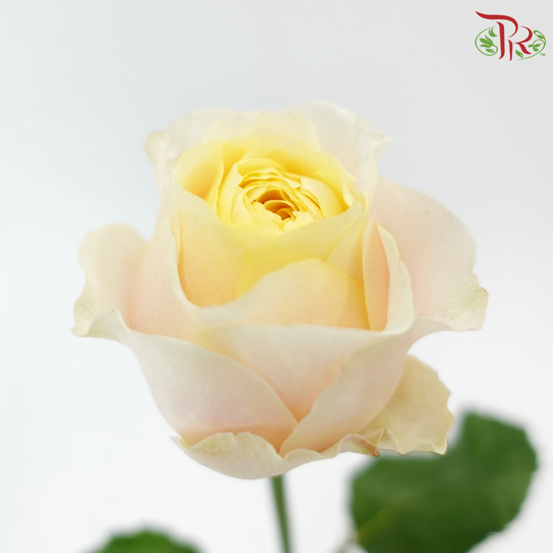 Rose 《玫瑰》