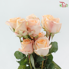 Star Rose