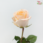 Star Rose