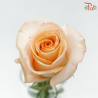 Star Rose