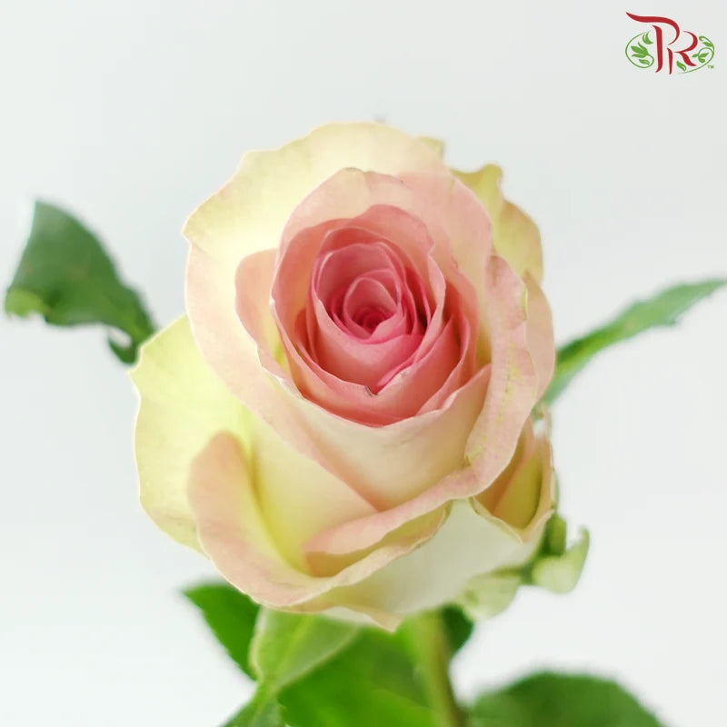 Rose 《玫瑰》