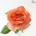 Rose 《玫瑰》