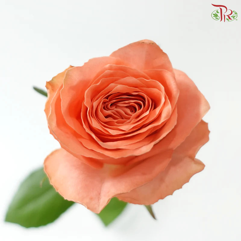 Rose 《玫瑰》