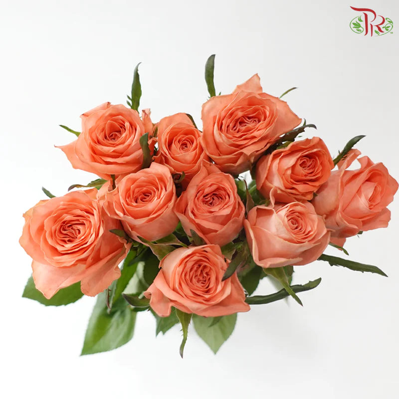 Rose 《玫瑰》
