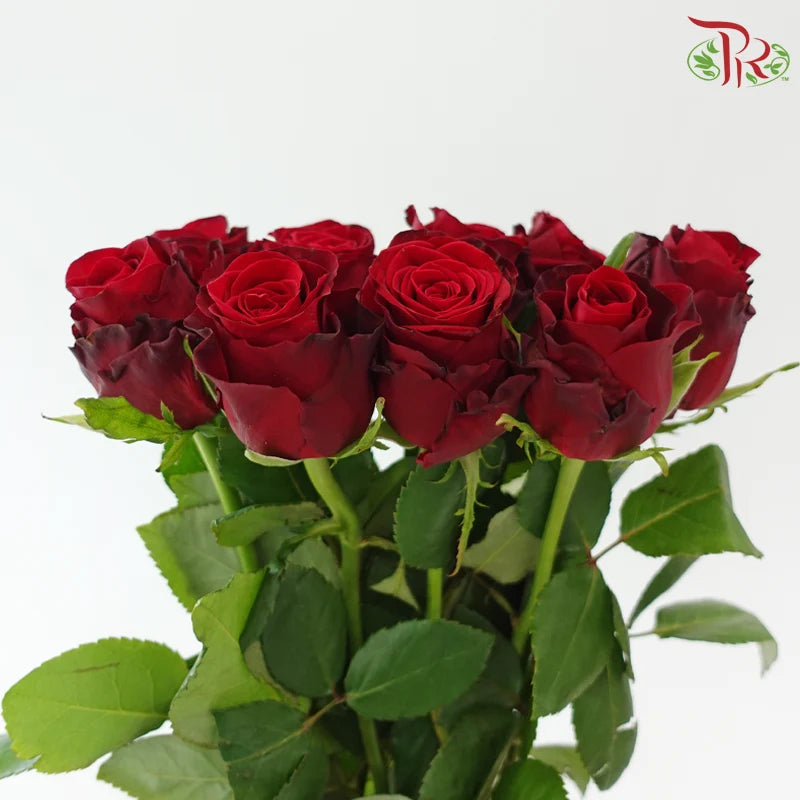 Rose 《玫瑰》