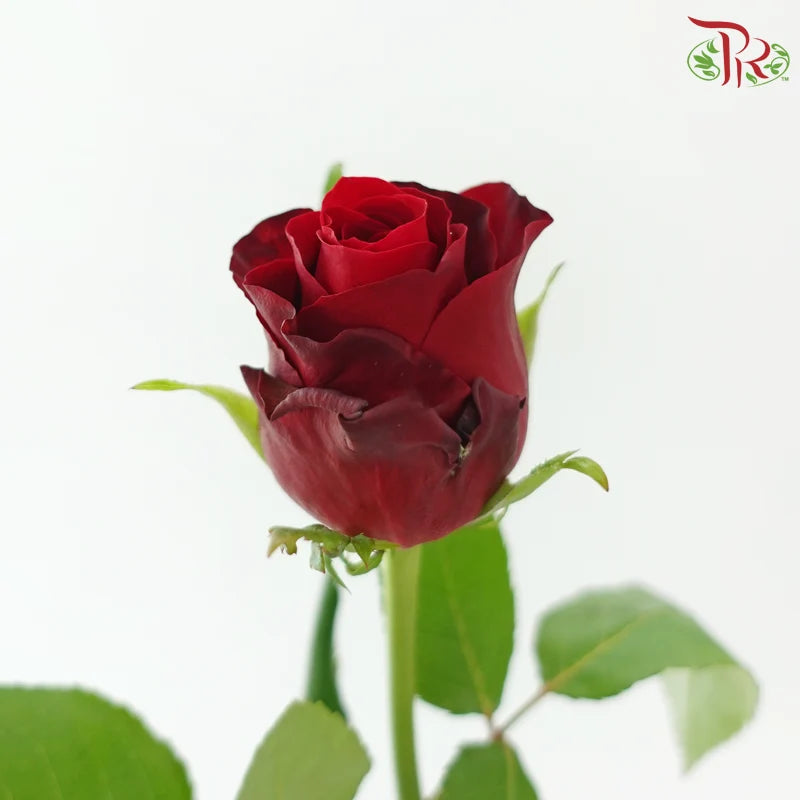 Rose 《玫瑰》