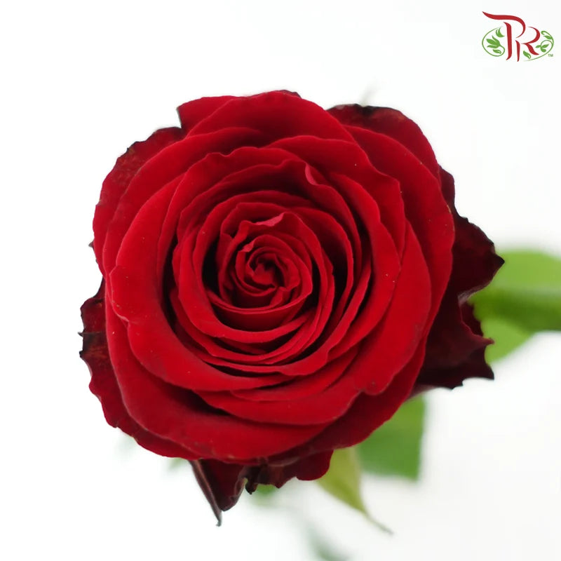 Rose 《玫瑰》