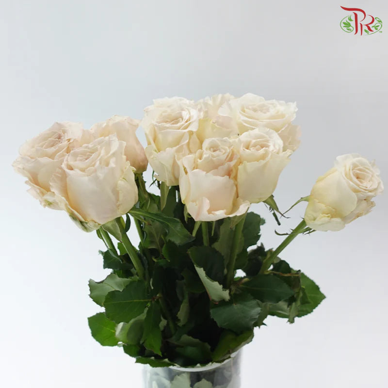 Rose 《玫瑰》