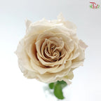 Rose 《玫瑰》