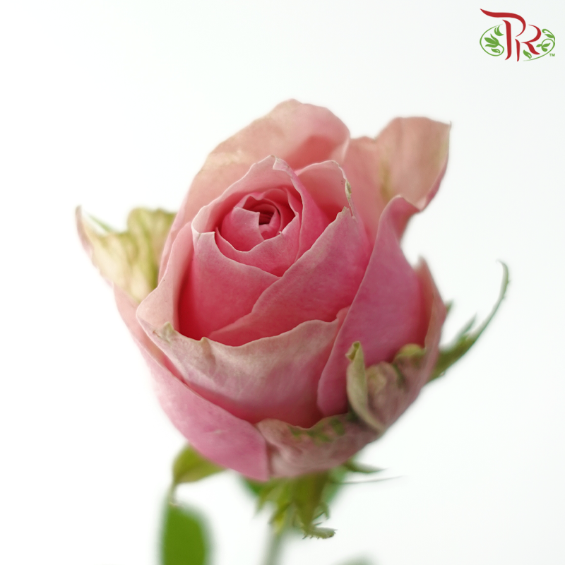 Rose (50CM)