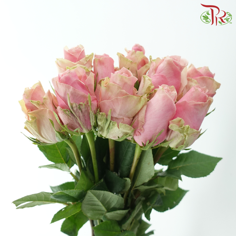 Rose (50CM)