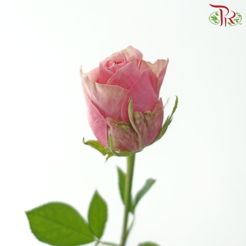 Rose (50CM)