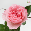 Rose 《玫瑰》(No Net)