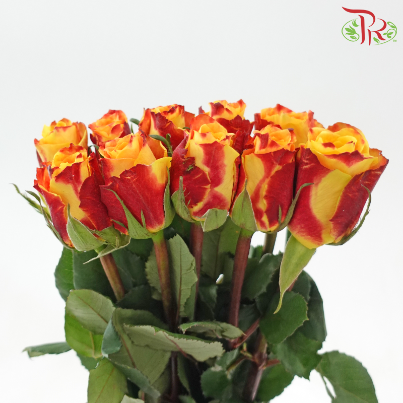 Rose (50CM)