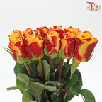 Rose (50CM)