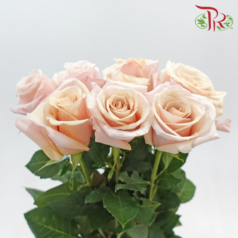 Rose 《玫瑰》