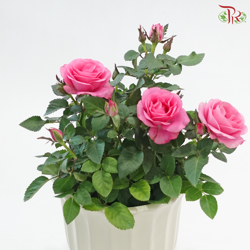 Blossom Beauty (Plant + Pot Combo) (Random Choose Rose Color)