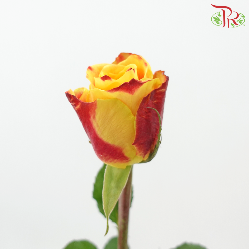 Rose (50CM)