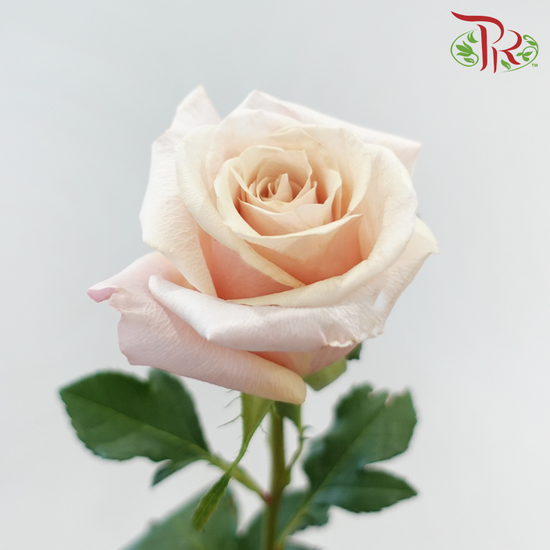 Rose 《玫瑰》