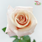 Rose 《玫瑰》