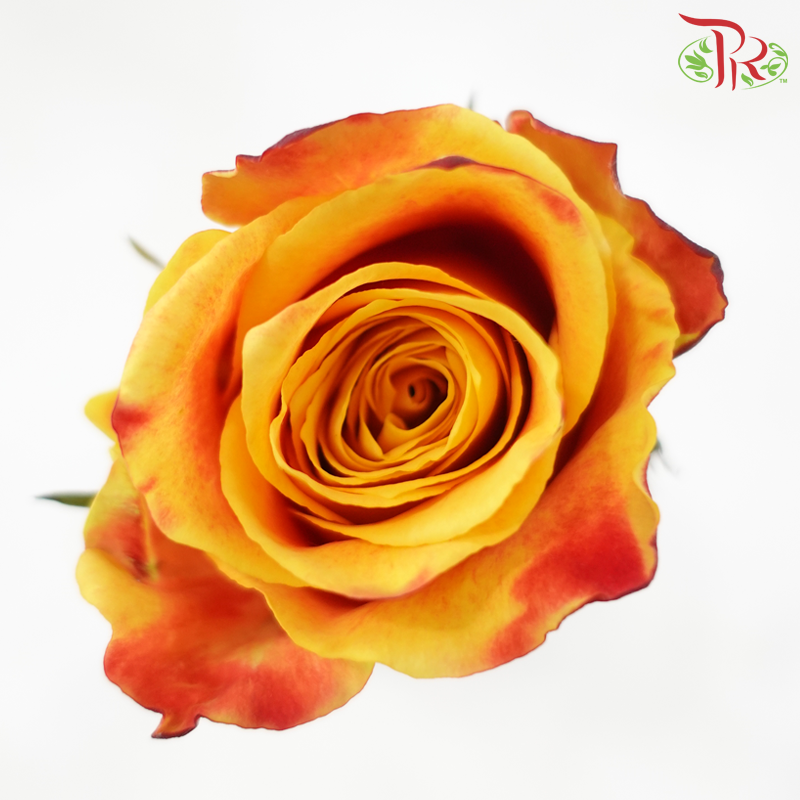 Rose (50CM)