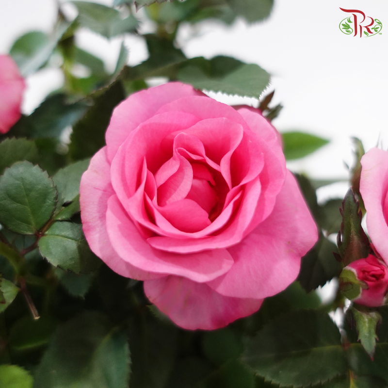 Blossom Beauty (Plant + Pot Combo) (Random Choose Rose Color)