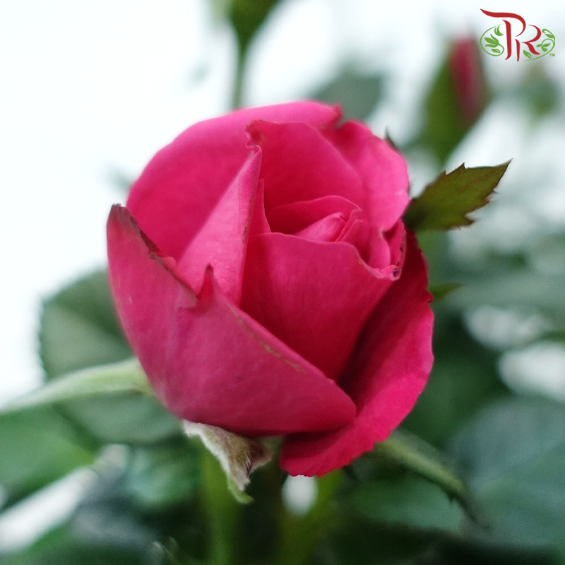 Danish Rose 105P《丹麦玫瑰》(Random Pick)