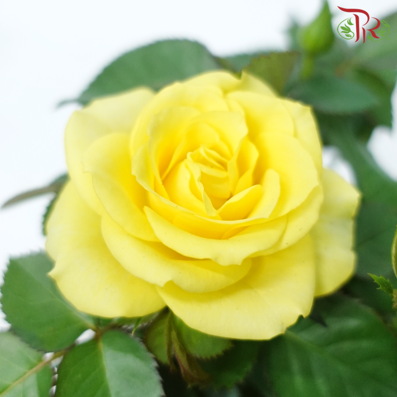 Danish Rose 105P《丹麦玫瑰》(Random Pick)