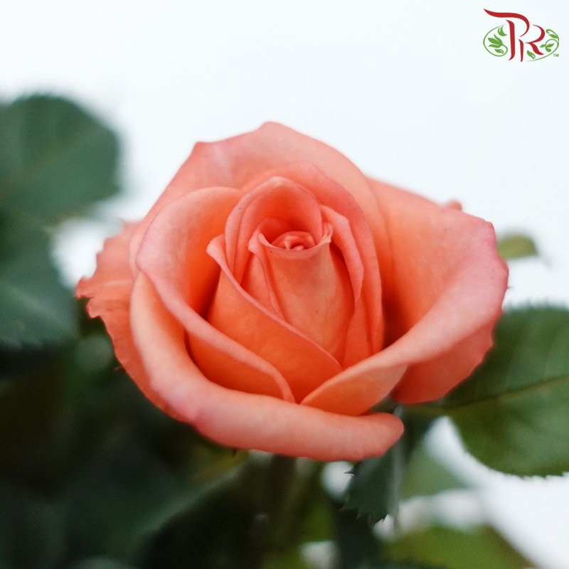 Danish Rose 105P《丹麦玫瑰》(Random Pick)