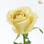 Rose 《玫瑰》