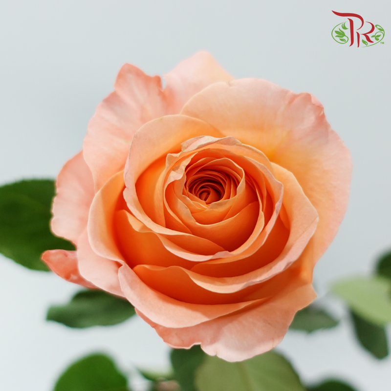 Star Rose