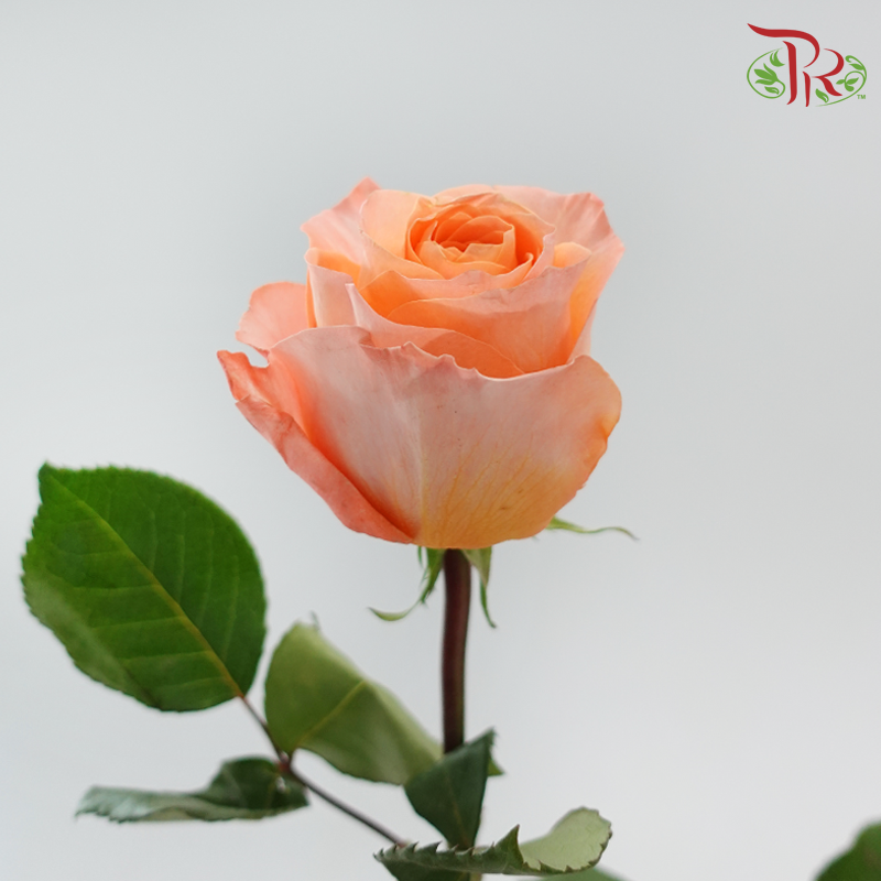 Star Rose