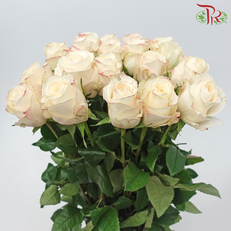 Rose 《玫瑰》