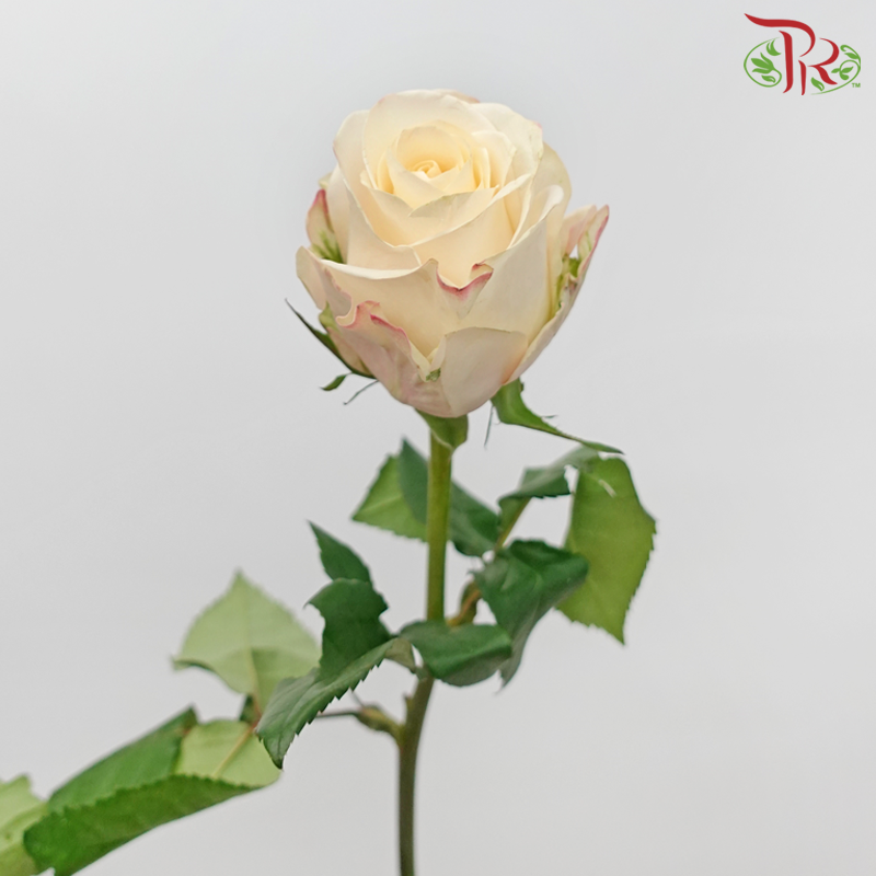 Rose 《玫瑰》