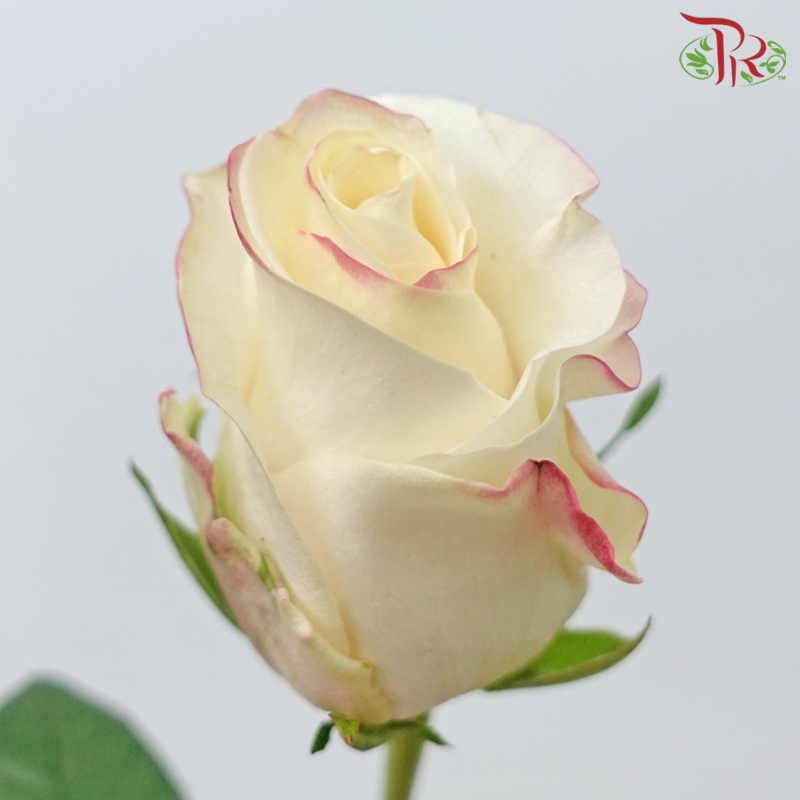 Rose 《玫瑰》