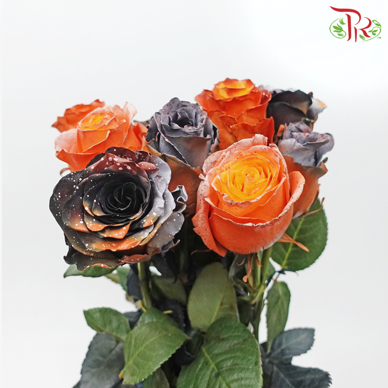 Ceres Rose - Halloween (10 Stems) - Pudu Ria Florist