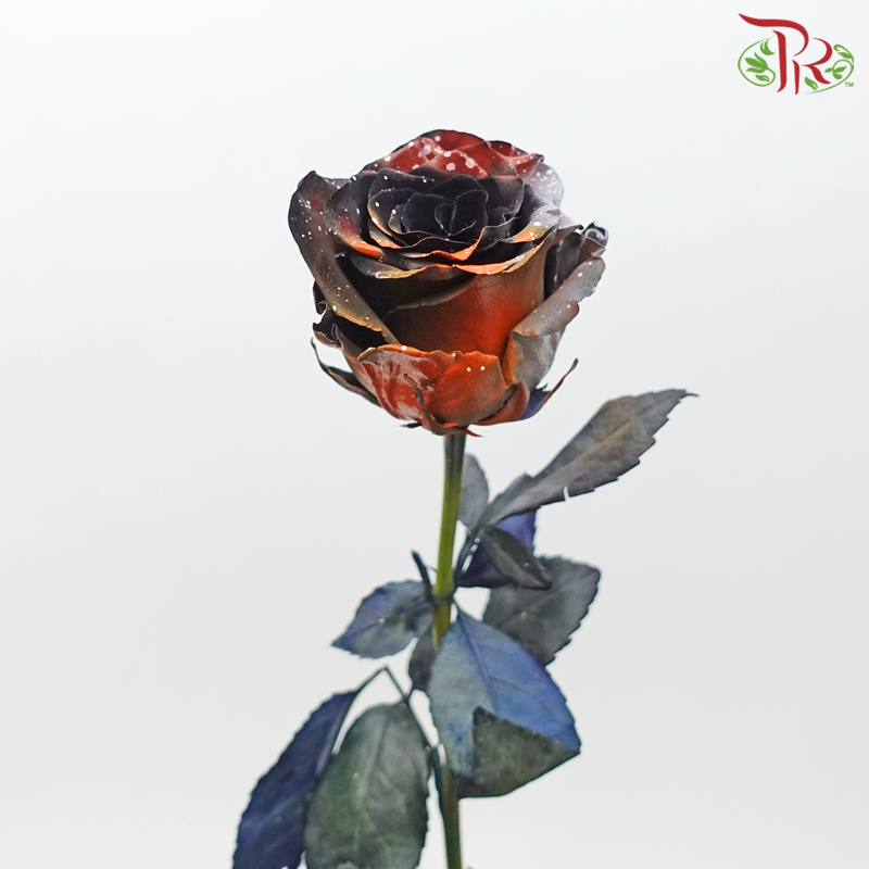 Ceres Rose - Halloween (10 Stems) - Pudu Ria Florist