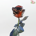 Ceres Rose - Halloween (10 Stems) - Pudu Ria Florist