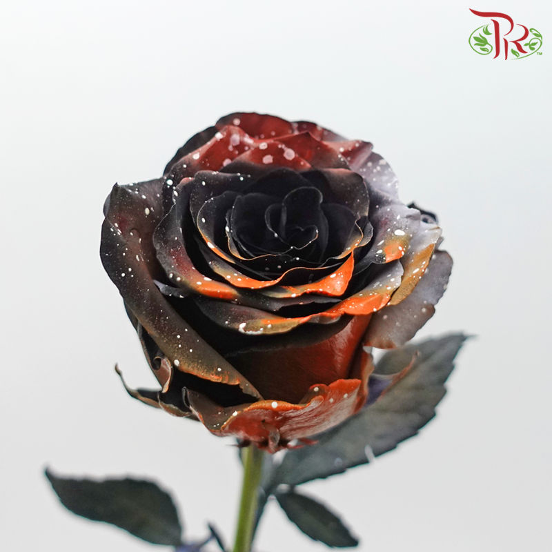 Ceres Rose - Halloween (10 Stems) - Pudu Ria Florist