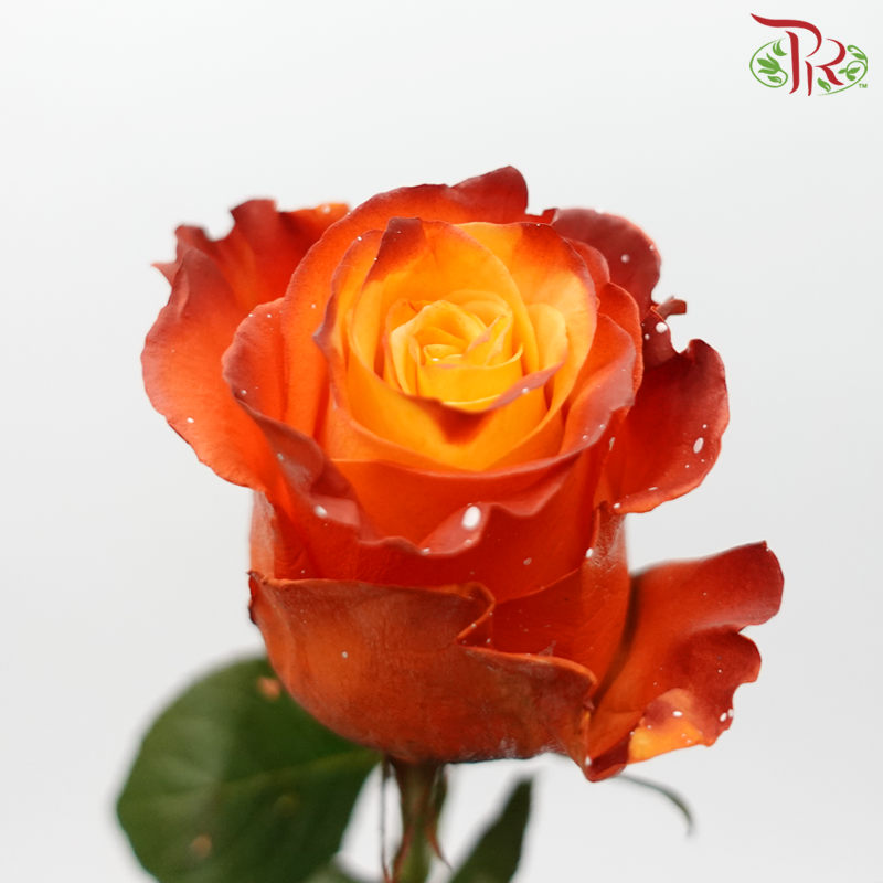 Ceres Rose - Halloween (10 Stems) - Pudu Ria Florist