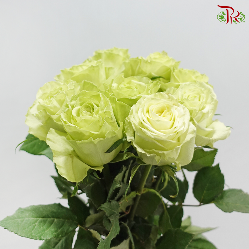 Rose (50CM)